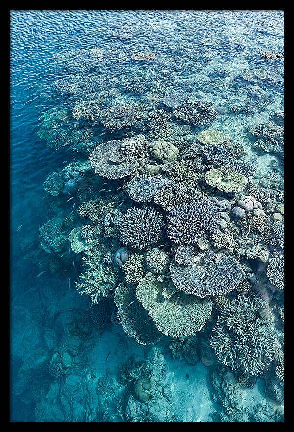 Coral Reef Serenity