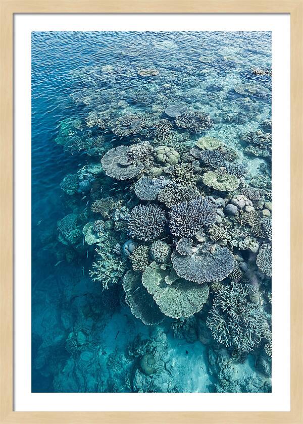 Coral Reef Serenity
