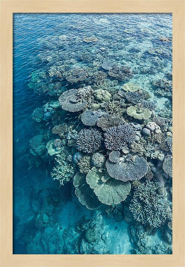 Coral Reef Serenity