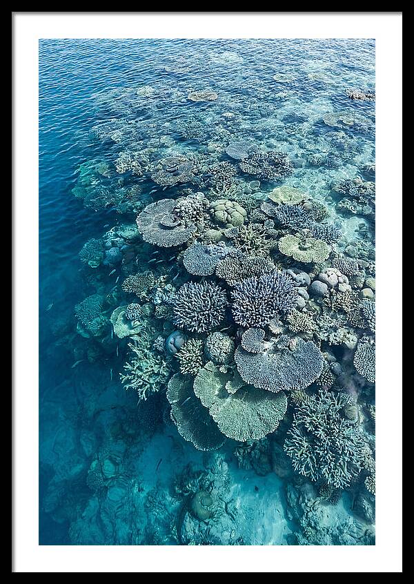 Coral Reef Serenity