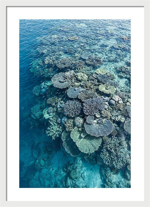 Coral Reef Serenity