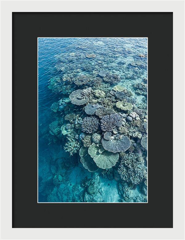 Coral Reef Serenity