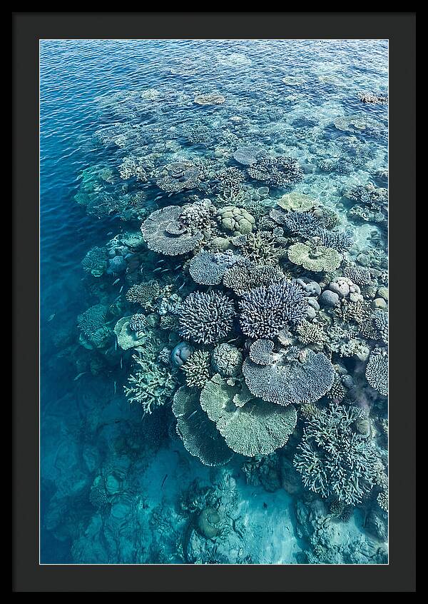 Coral Reef Serenity