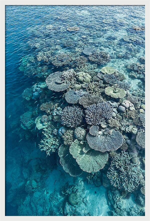Coral Reef Serenity