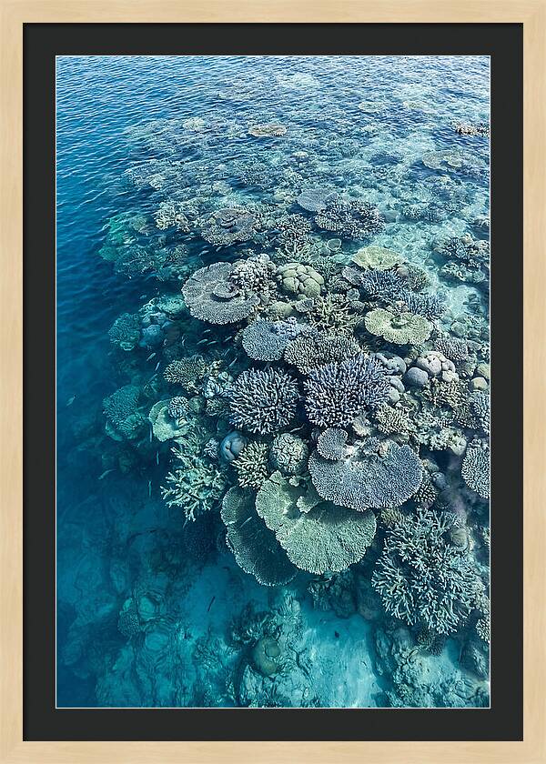 Coral Reef Serenity