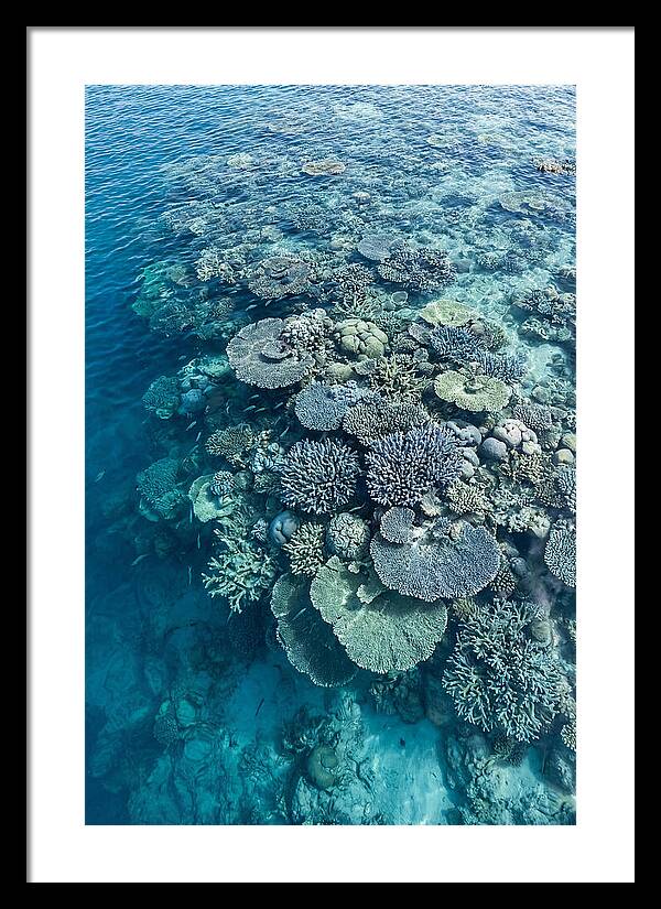 Coral Reef Serenity