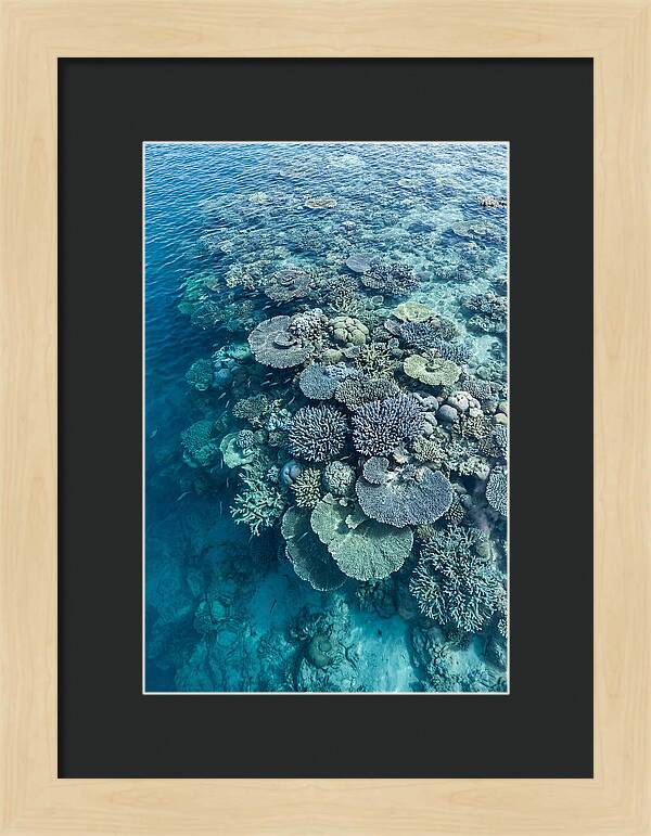 Coral Reef Serenity