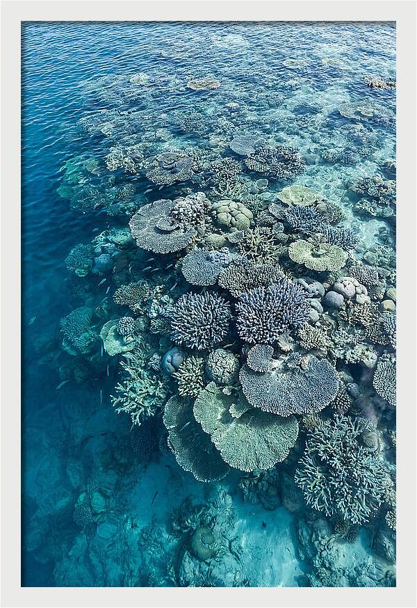 Coral Reef Serenity