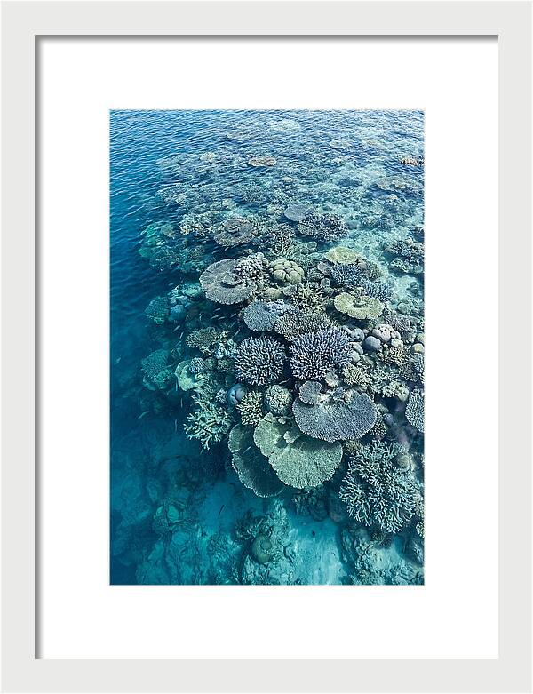 Coral Reef Serenity