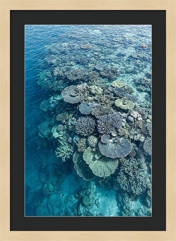 Coral Reef Serenity