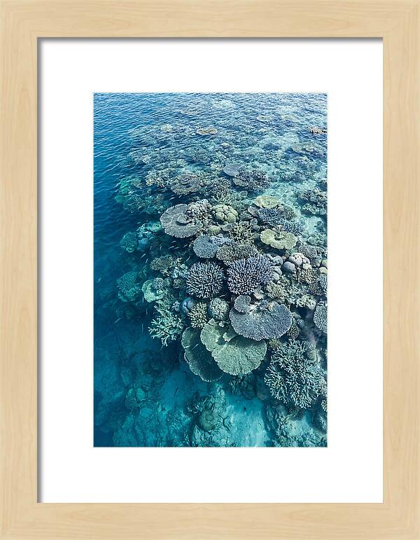 Coral Reef Serenity