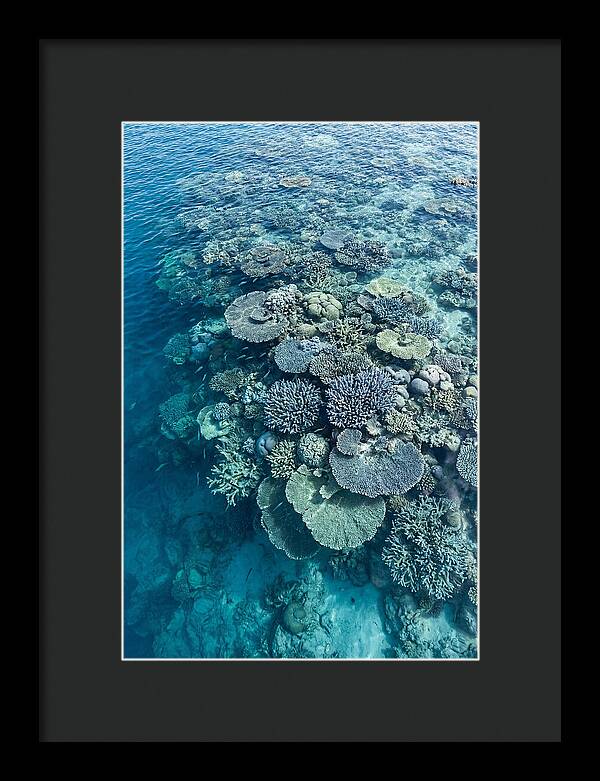 Coral Reef Serenity