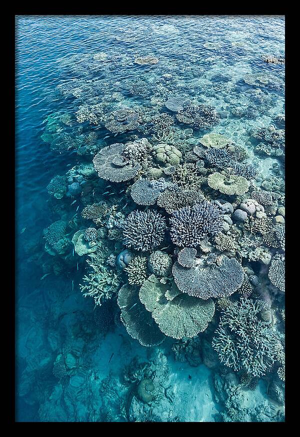 Coral Reef Serenity