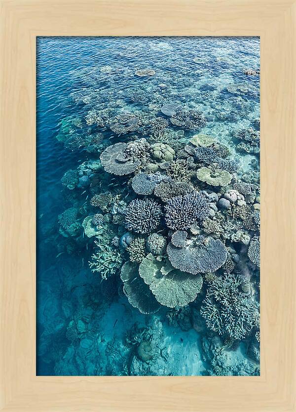 Coral Reef Serenity