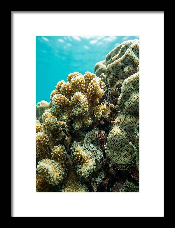 Coral Reef Textures Beneath Waves