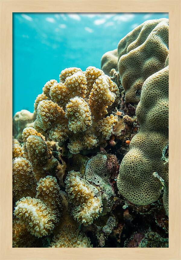 Coral Reef Textures Beneath Waves