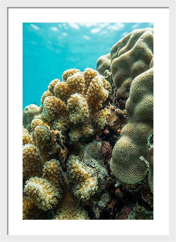 Coral Reef Textures Beneath Waves
