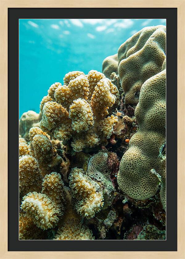 Coral Reef Textures Beneath Waves