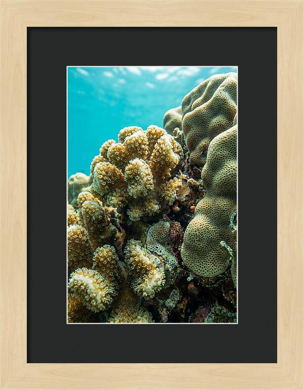 Coral Reef Textures Beneath Waves