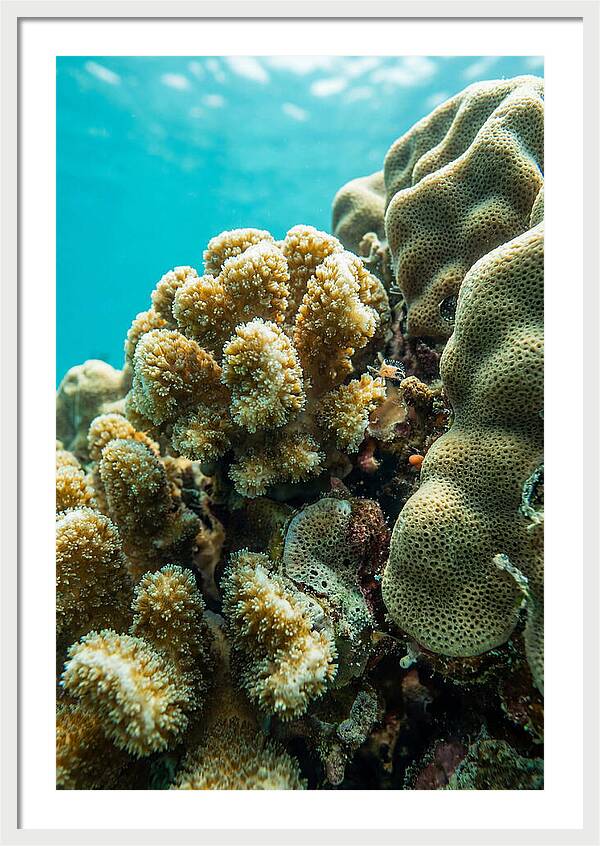 Coral Reef Textures Beneath Waves