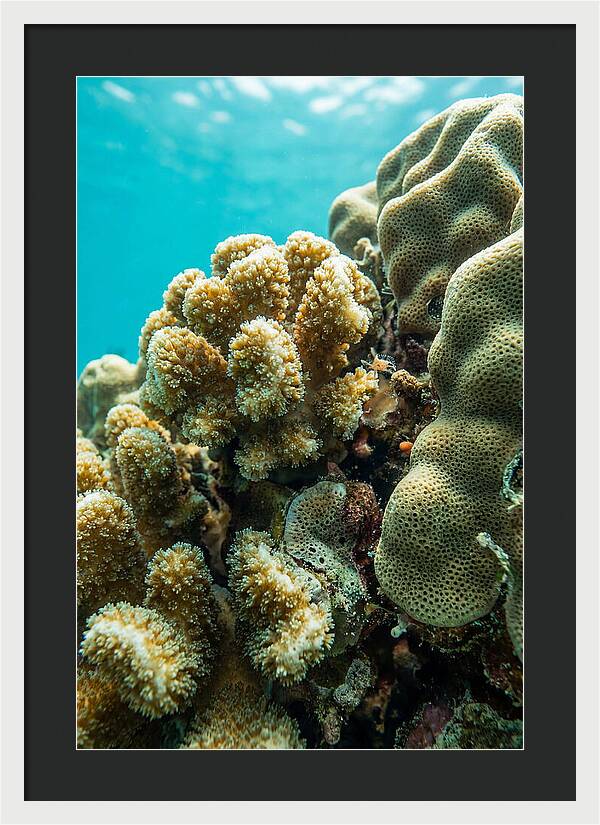 Coral Reef Textures Beneath Waves