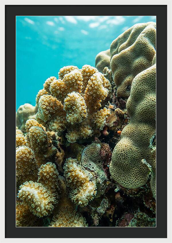 Coral Reef Textures Beneath Waves
