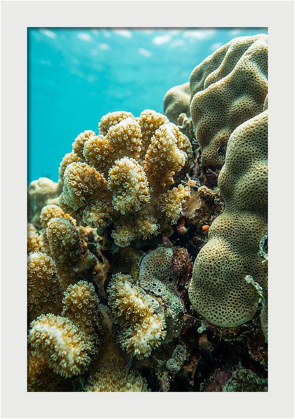 Coral Reef Textures Beneath Waves