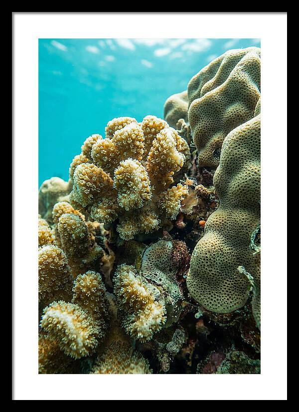 Coral Reef Textures Beneath Waves