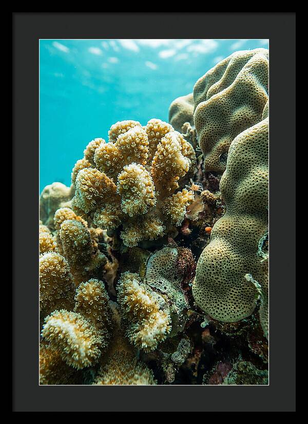 Coral Reef Textures Beneath Waves