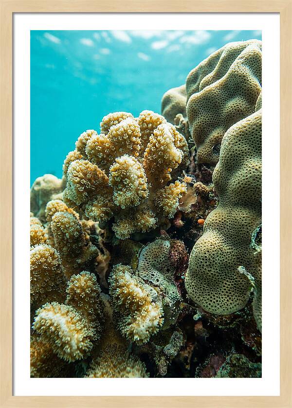 Coral Reef Textures Beneath Waves
