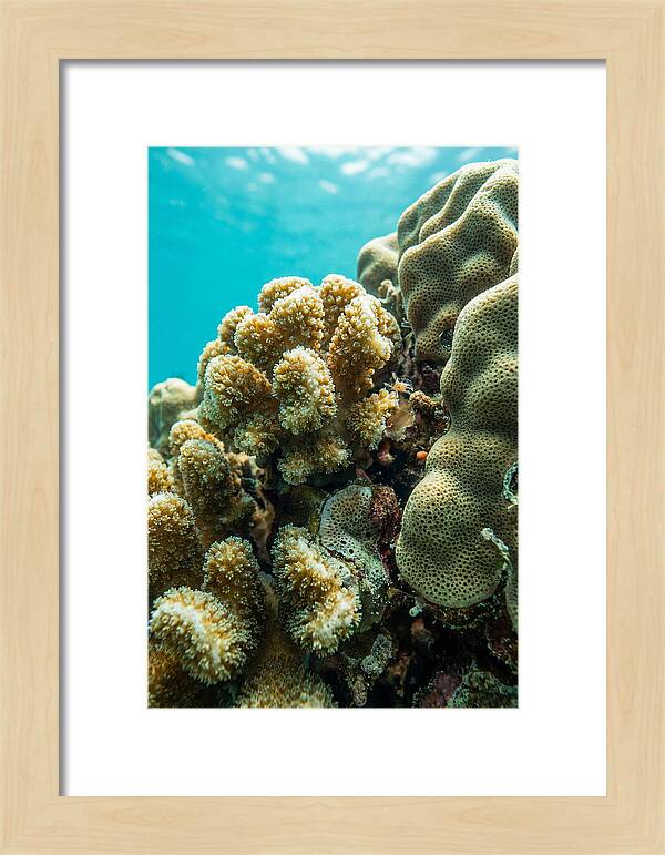 Coral Reef Textures Beneath Waves