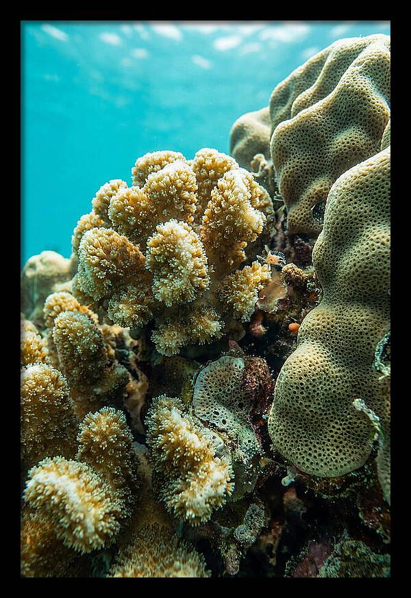Coral Reef Textures Beneath Waves