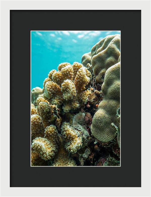 Coral Reef Textures Beneath Waves