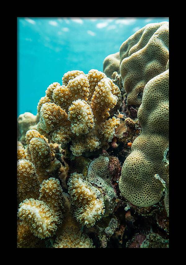 Coral Reef Textures Beneath Waves