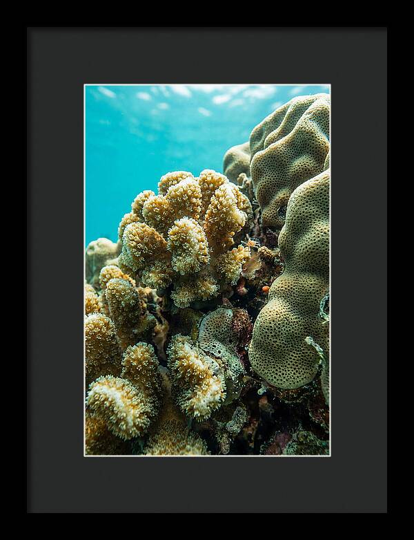 Coral Reef Textures Beneath Waves