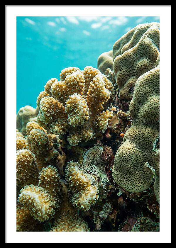 Coral Reef Textures Beneath Waves