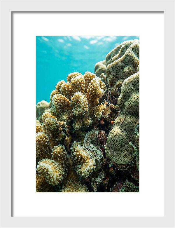 Coral Reef Textures Beneath Waves