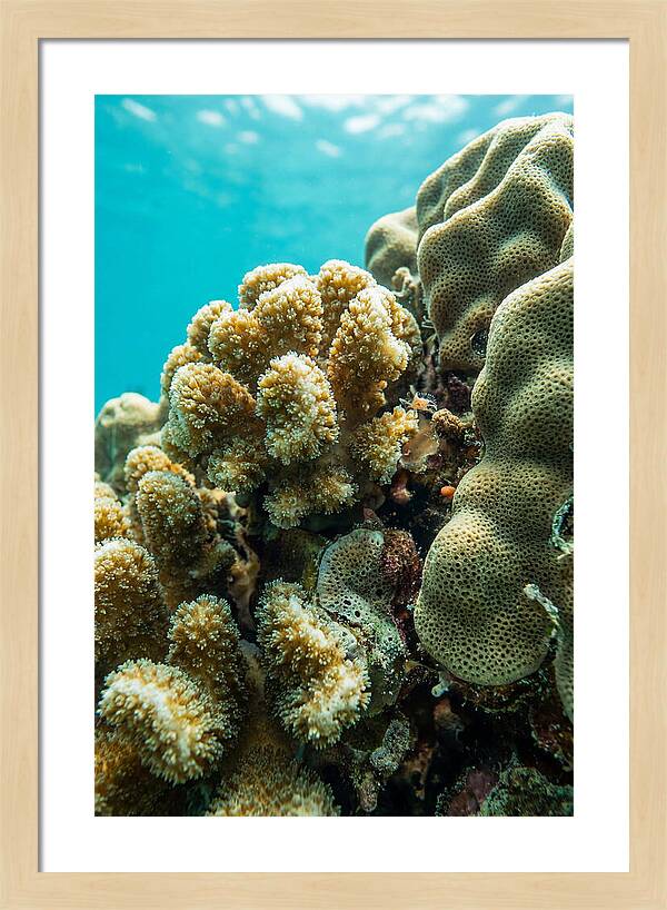 Coral Reef Textures Beneath Waves