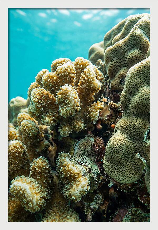Coral Reef Textures Beneath Waves