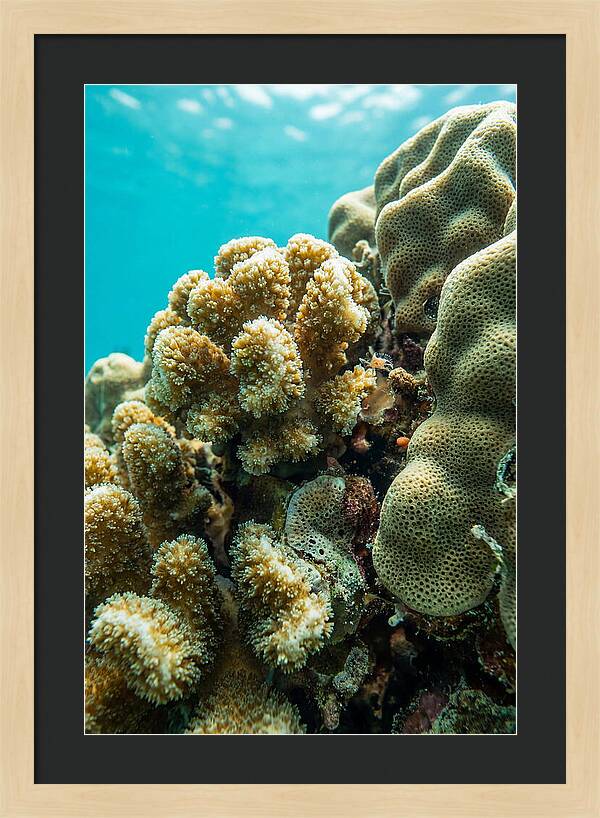 Coral Reef Textures Beneath Waves