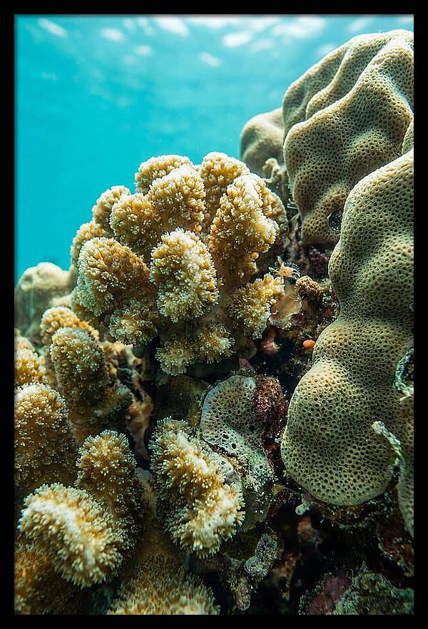 Coral Reef Textures Beneath Waves