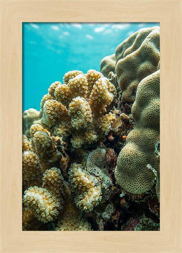 Coral Reef Textures Beneath Waves