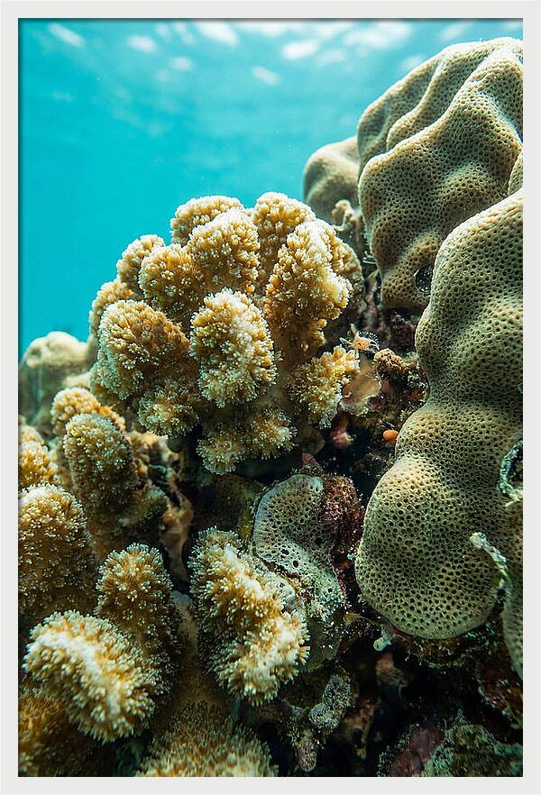 Coral Reef Textures Beneath Waves