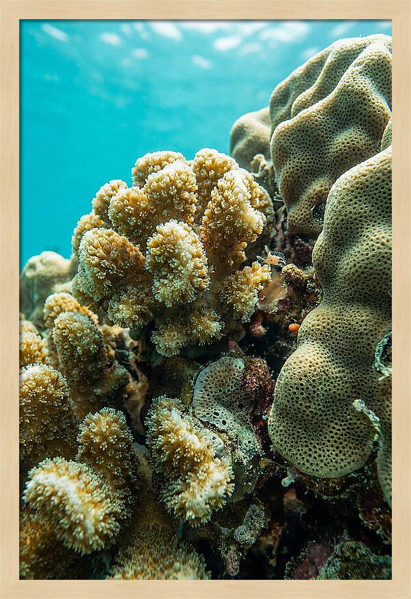 Coral Reef Textures Beneath Waves