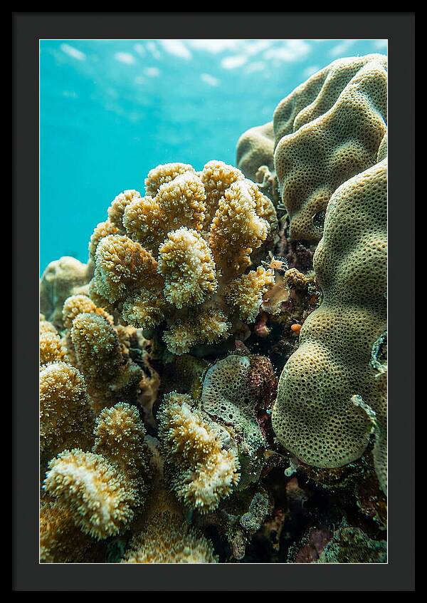 Coral Reef Textures Beneath Waves