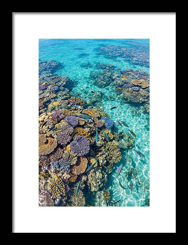 Coral Reef Underwater Paradise