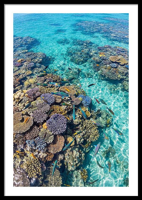 Coral Reef Underwater Paradise