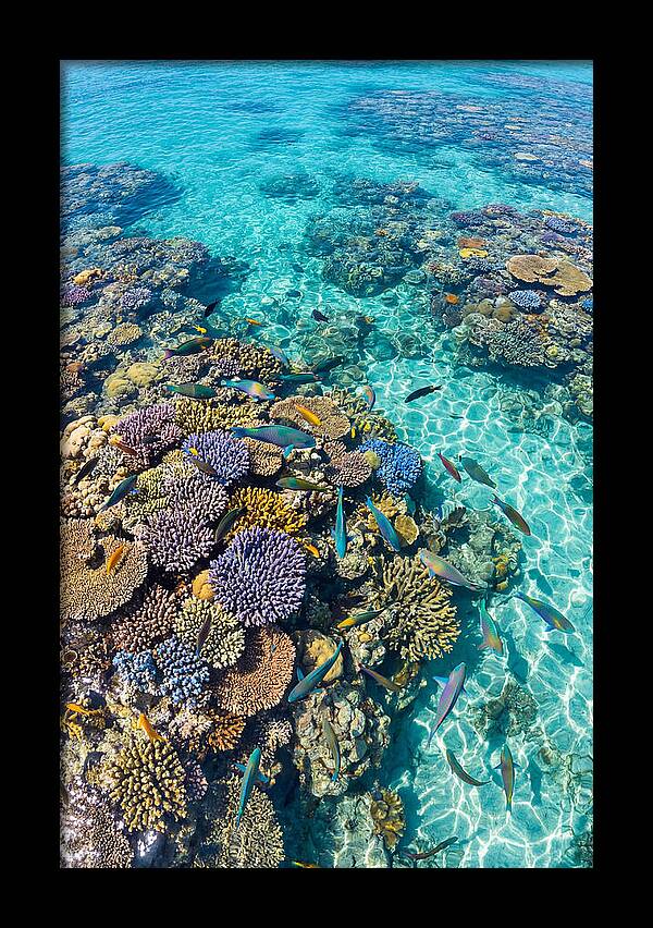 Coral Reef Underwater Paradise