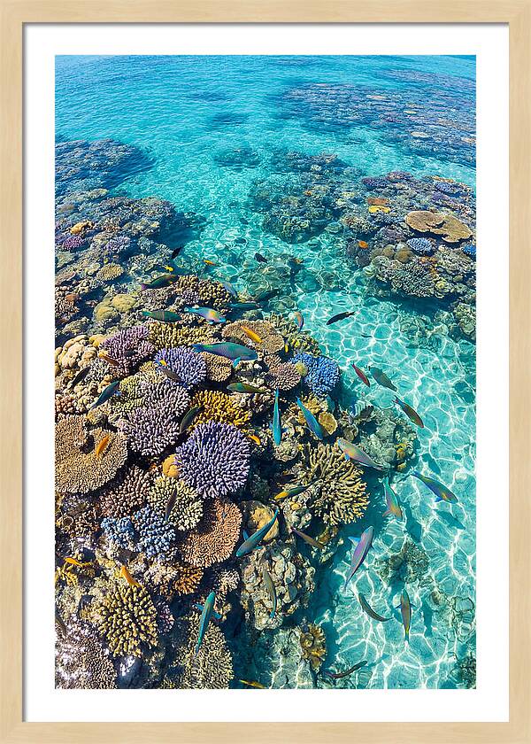 Coral Reef Underwater Paradise