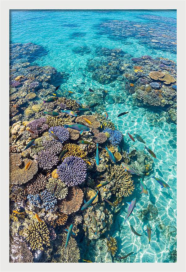 Coral Reef Underwater Paradise